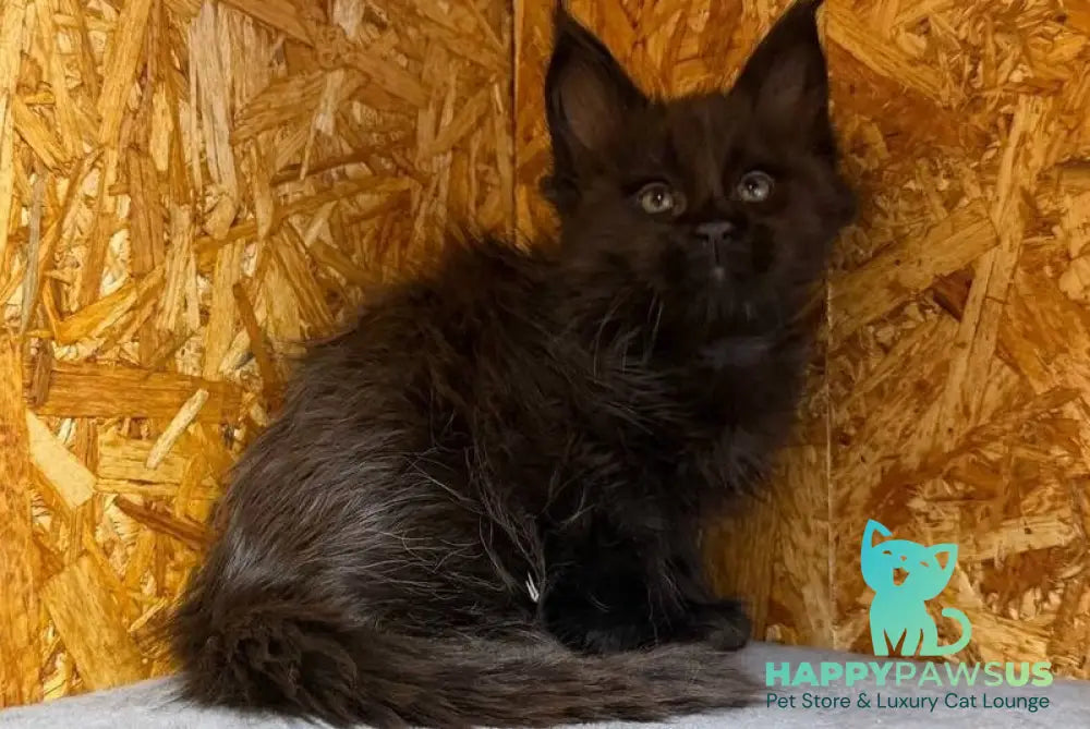 Fargo Maine Coon male black - live animals
