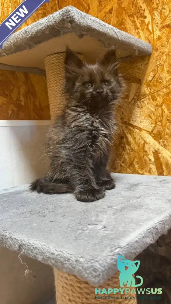 Fargo Maine Coon male black - live animals