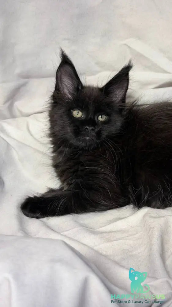 Fargo Maine Coon male black - live animals