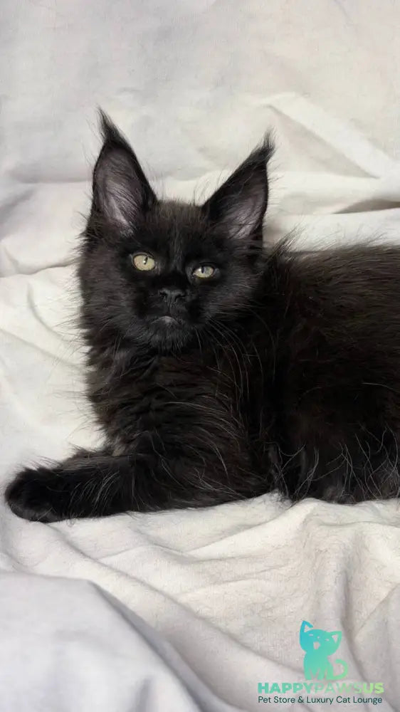 Fargo Maine Coon male black - live animals