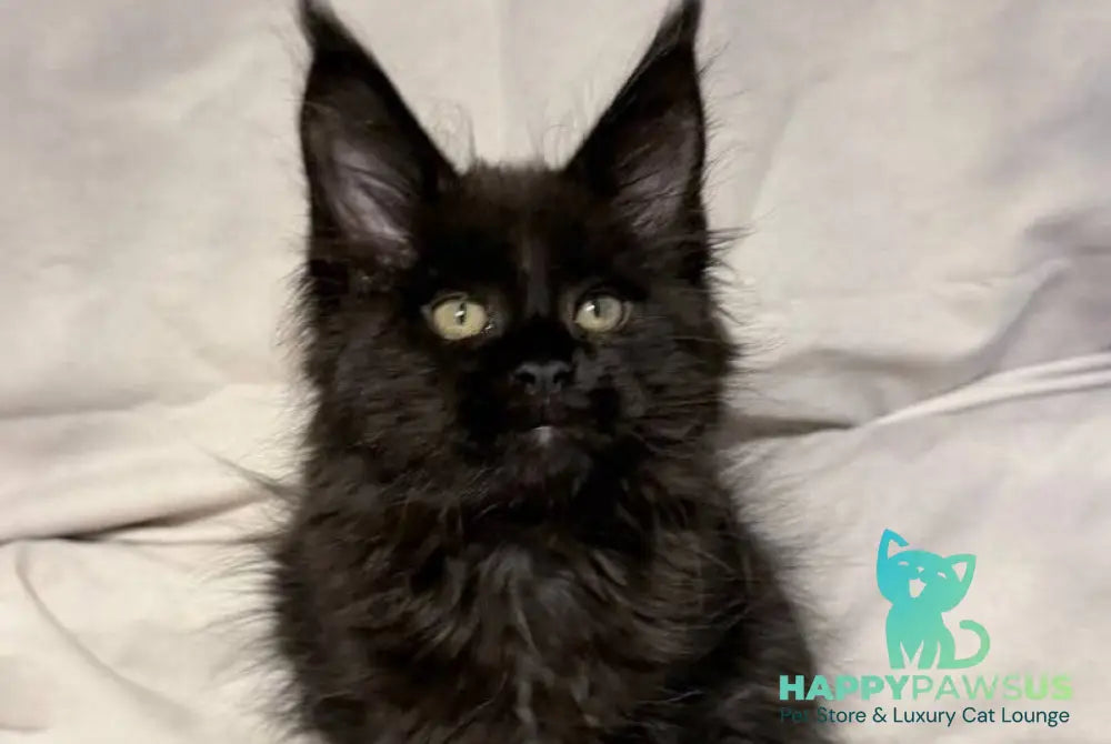 Fargo Maine Coon male black - live animals