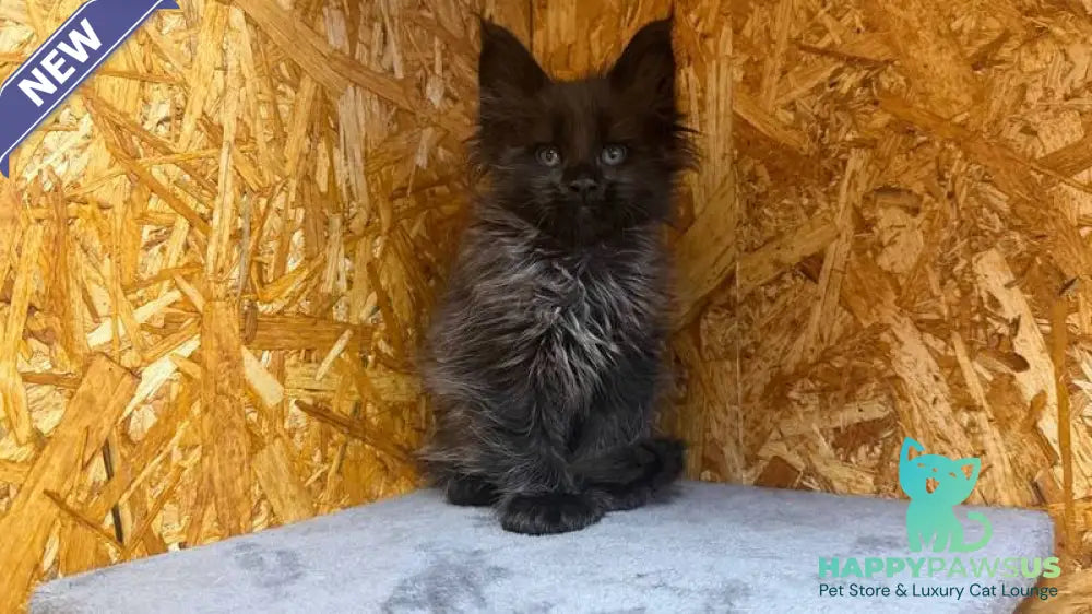 Fargo Maine Coon male black - live animals