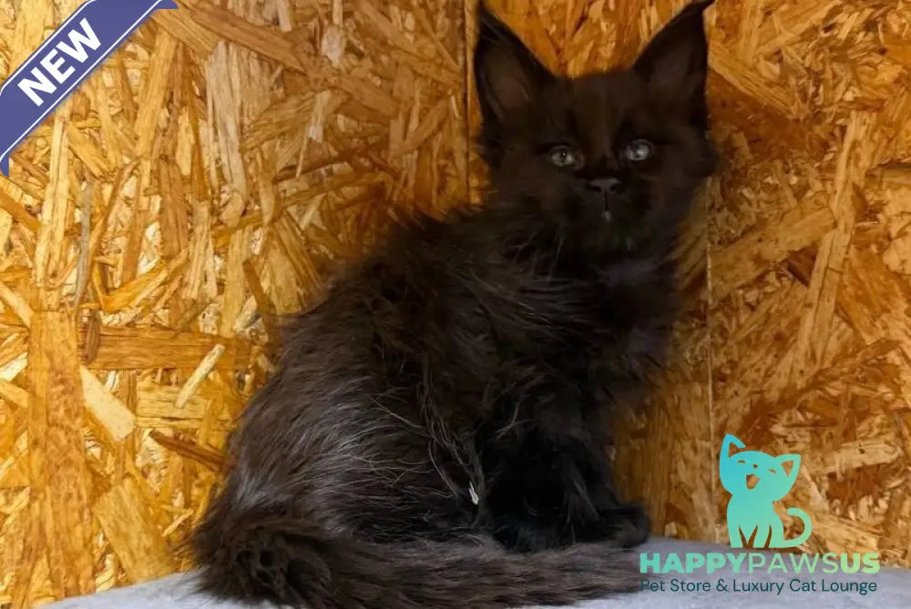 Fargo Maine Coon male black - live animals