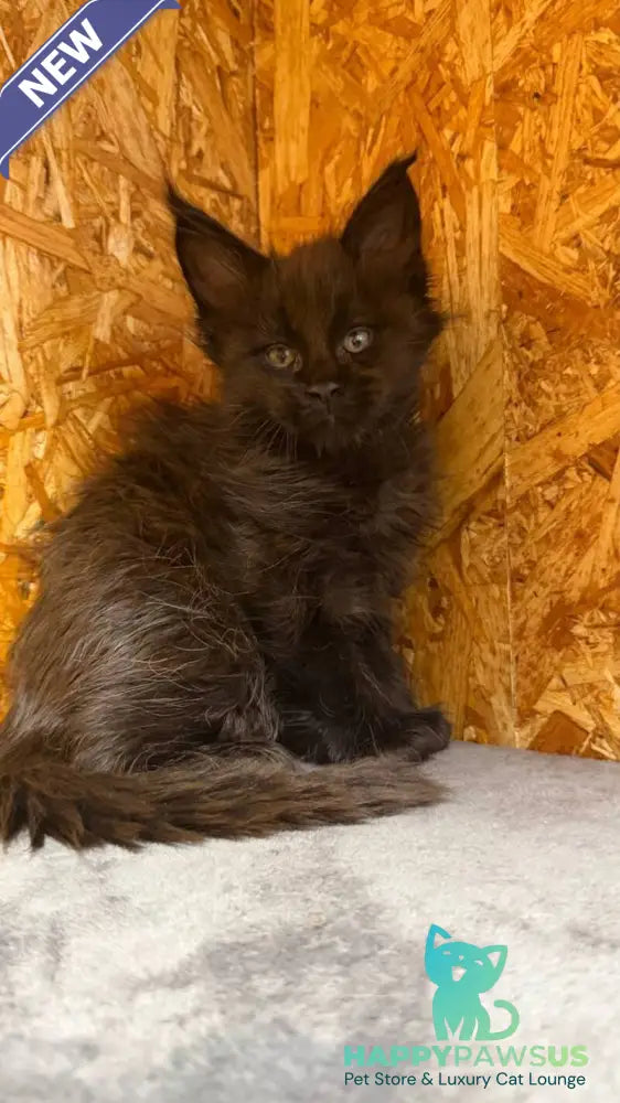 Fargo Maine Coon male black - live animals