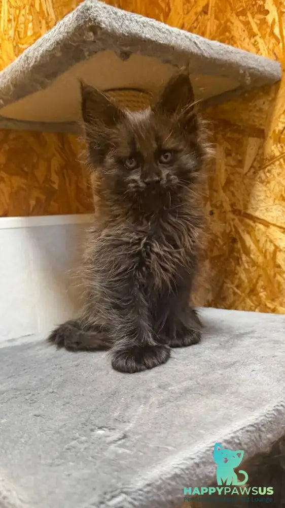 Fargo Maine Coon male black - live animals