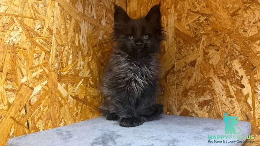 Fargo Maine Coon male black - live animals