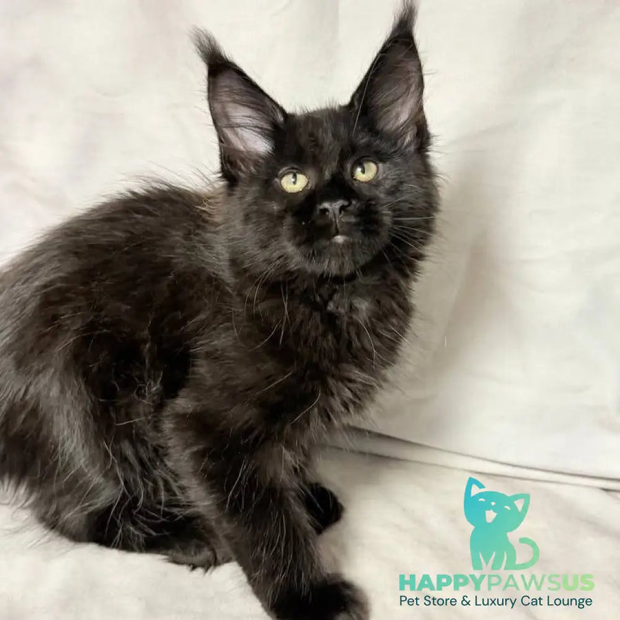 Fargo Maine Coon male black - live animals