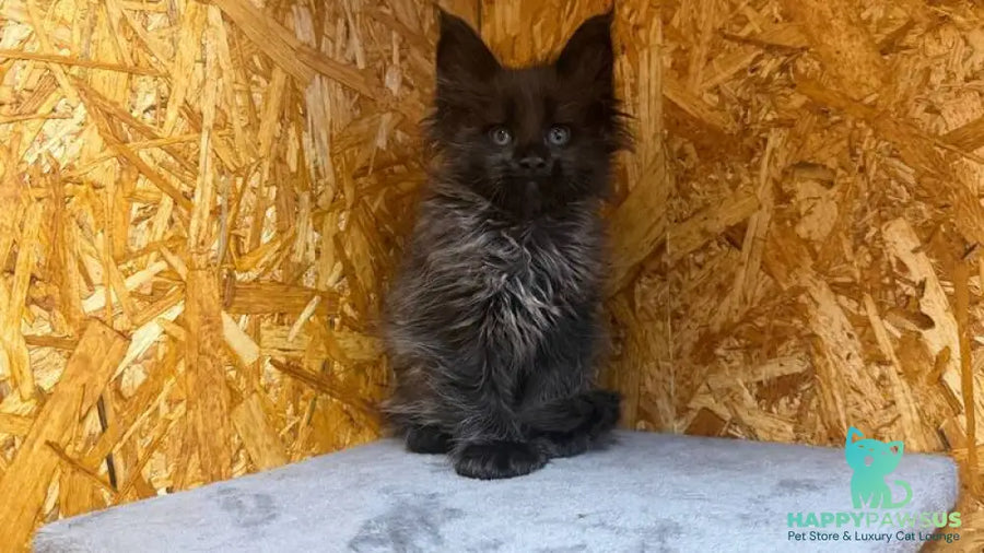 Fargo Maine Coon male black - live animals