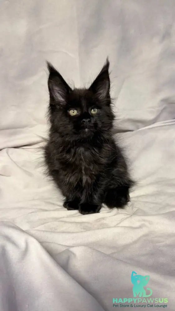 Fargo Maine Coon male black - live animals