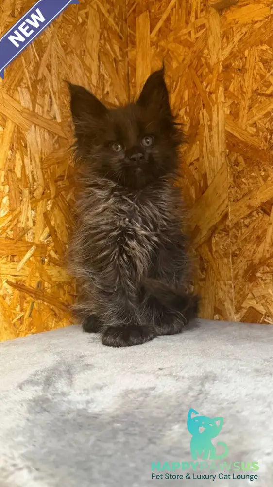 Fargo Maine Coon male black - live animals