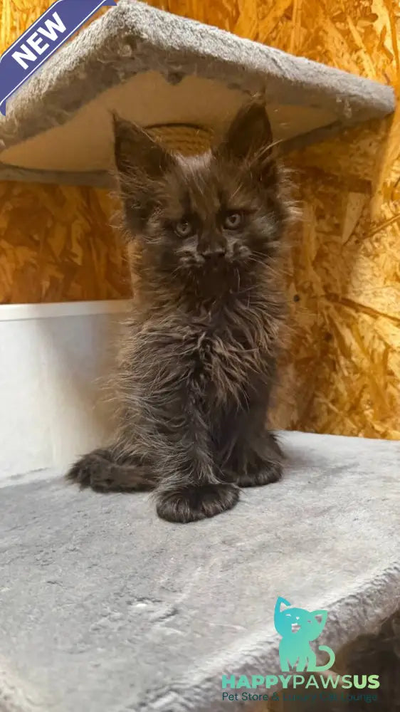 Fargo Maine Coon male black - live animals