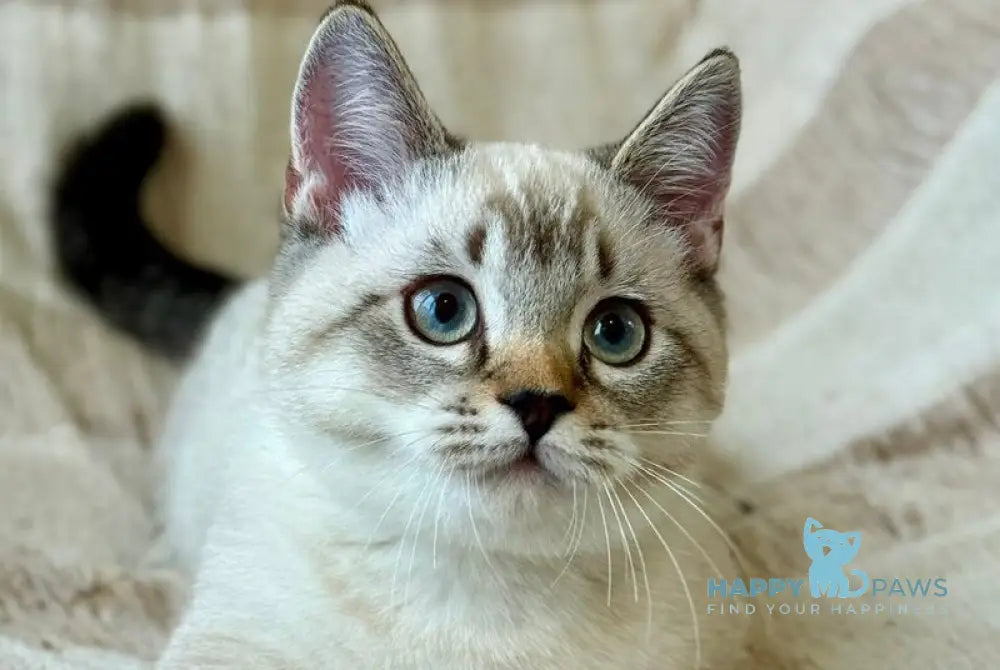 Fargo Munchkin male black tabby pointed live animals