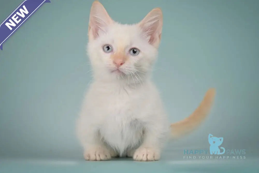 Farhad Munchkin male white tabby live animals