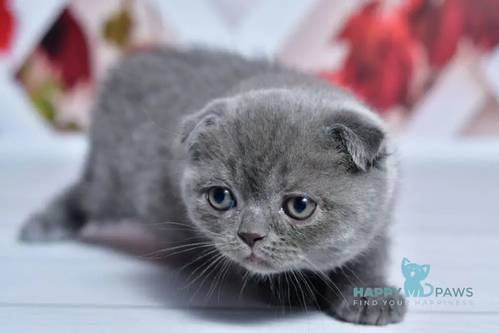 Farik Scottish Fold male blue live animals