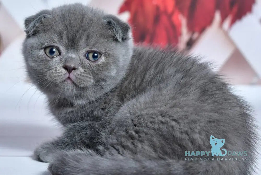 Farik Scottish Fold male blue live animals