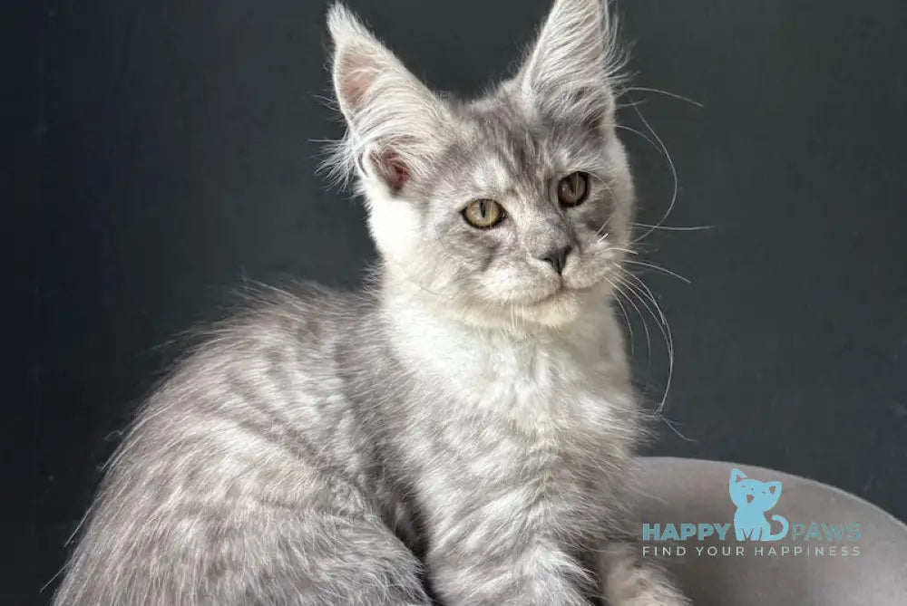 Farim Maine Coon male black smoke live animals