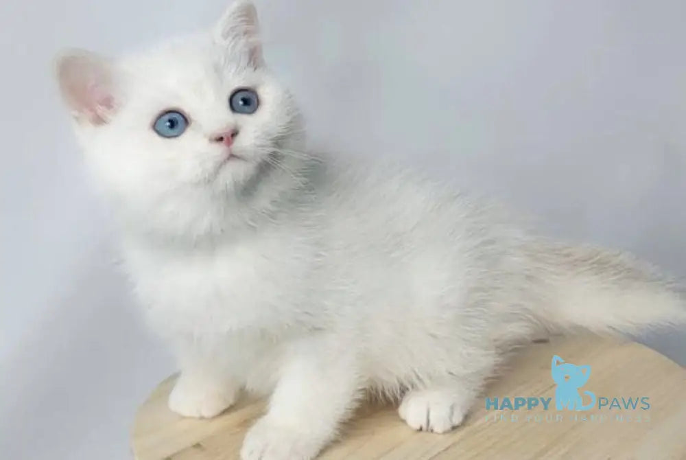 Farina British Shorthair female black golden shaded pointed live animals