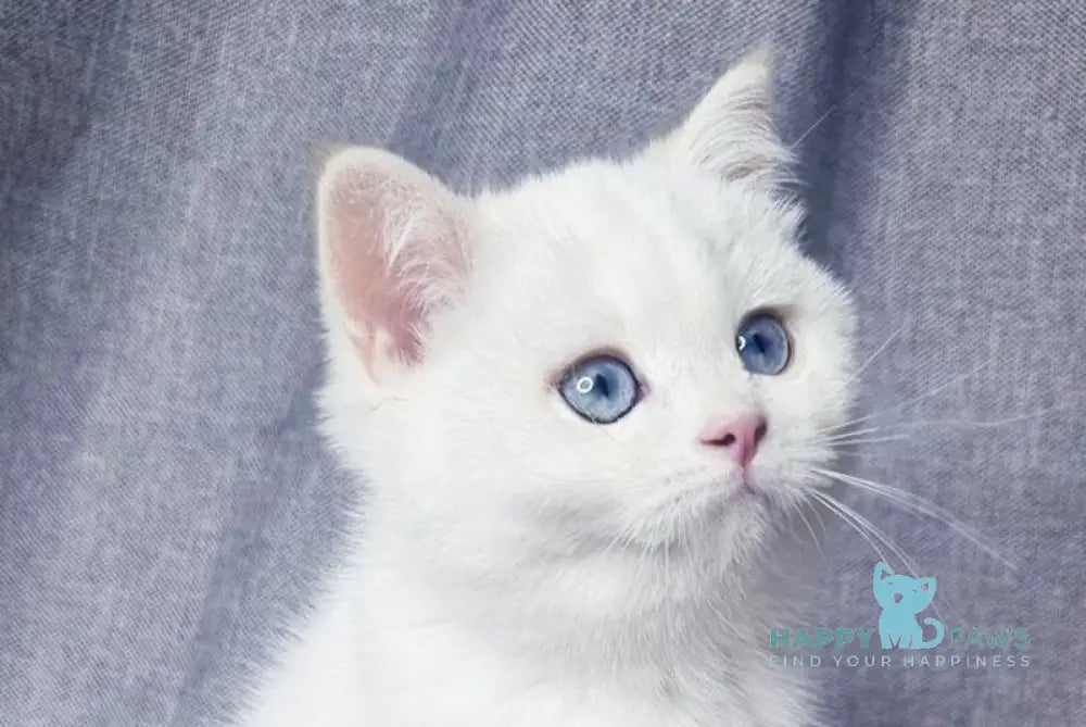 Farina British Shorthair female black golden shaded pointed live animals