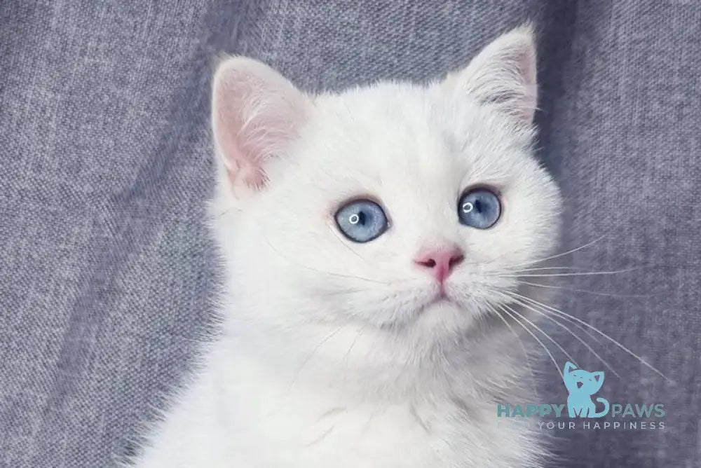 Farina British Shorthair female black golden shaded pointed live animals