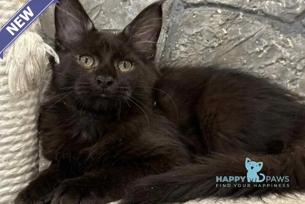 Fart Maine Coon male black live animals