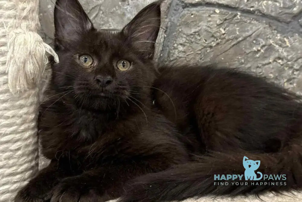 Fart Maine Coon male black live animals