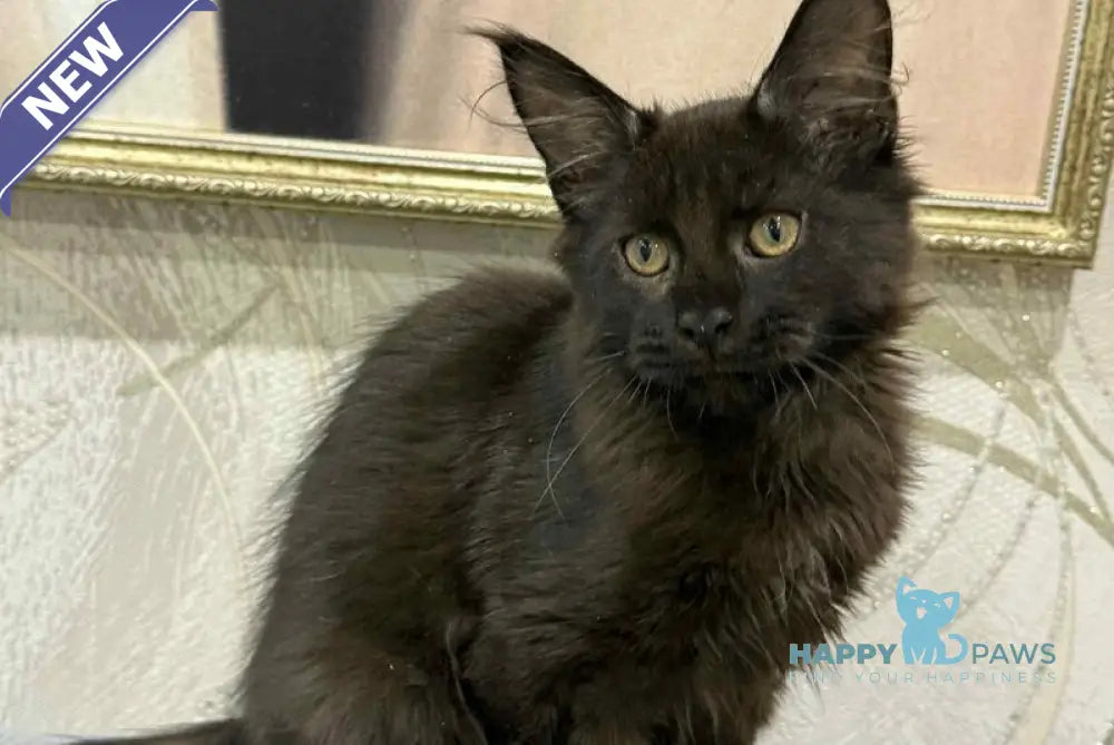 Faust Maine Coon male black live animals