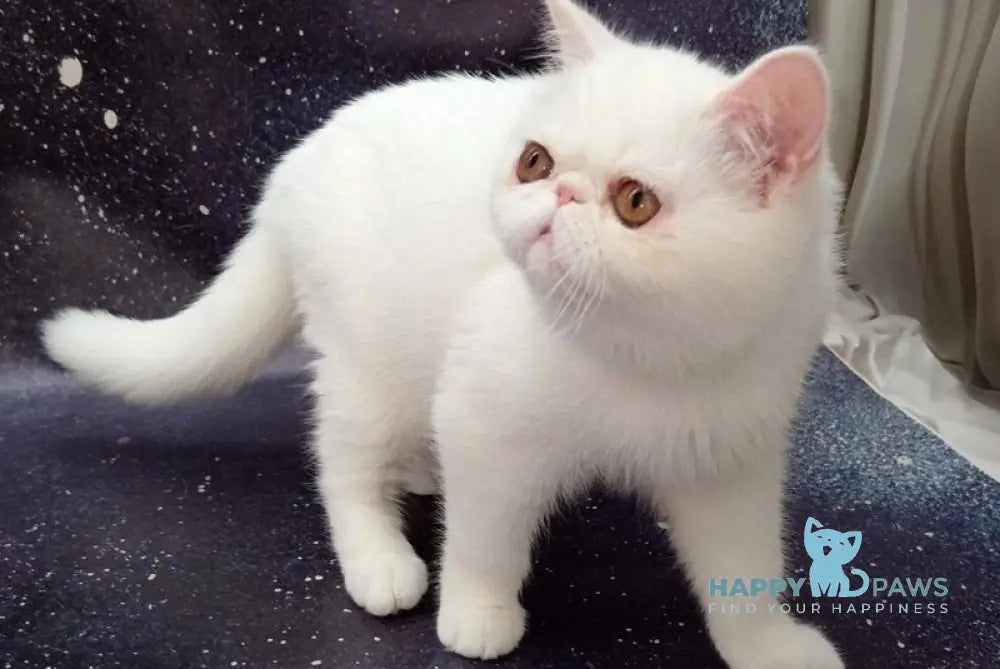 Faustina Exotic female white live animals