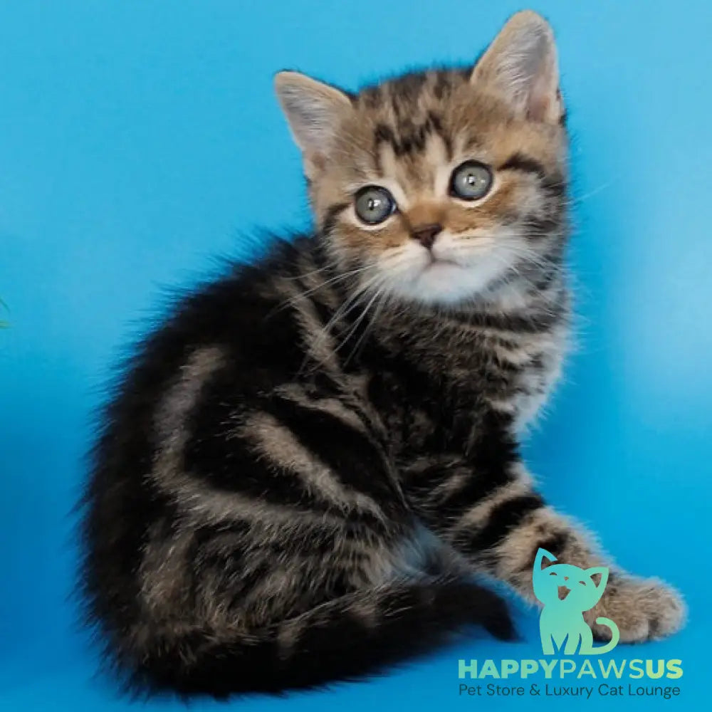 Favorit British Shorthair male black tabby - live animals