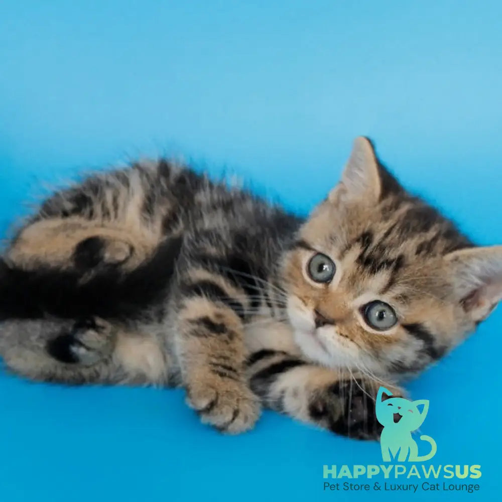 Favorit British Shorthair male black tabby - live animals