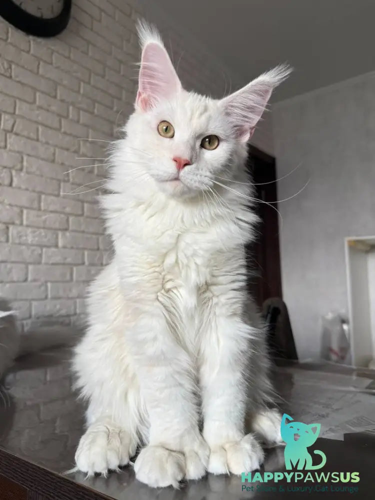 Favorite Maine Coon polydactyl male red silver tabby - live animals