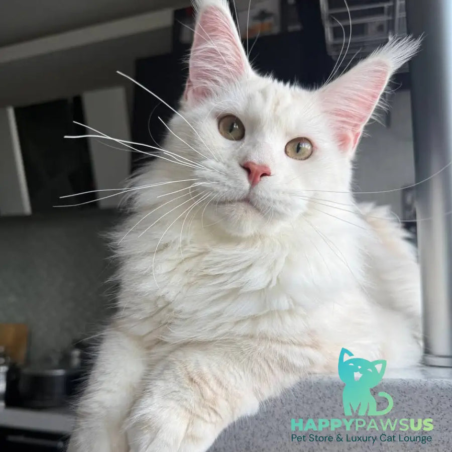 Favorite Maine Coon polydactyl male red silver tabby - live animals