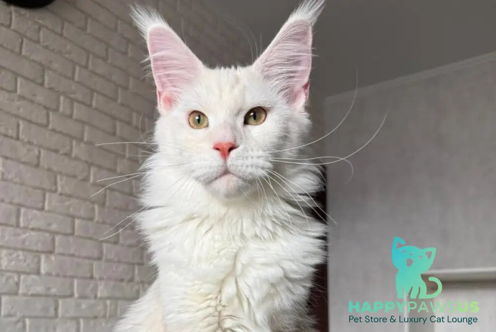 Favorite Maine Coon polydactyl male red silver tabby - live animals