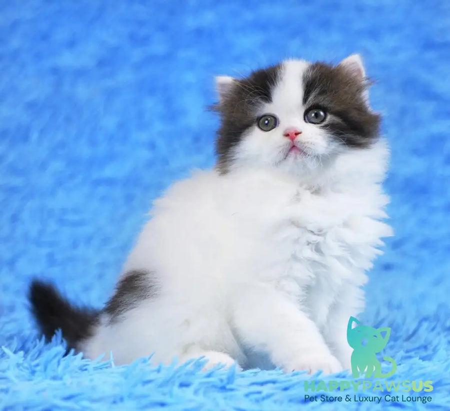 Favorite Scottish Straight male black van tabby - live animals