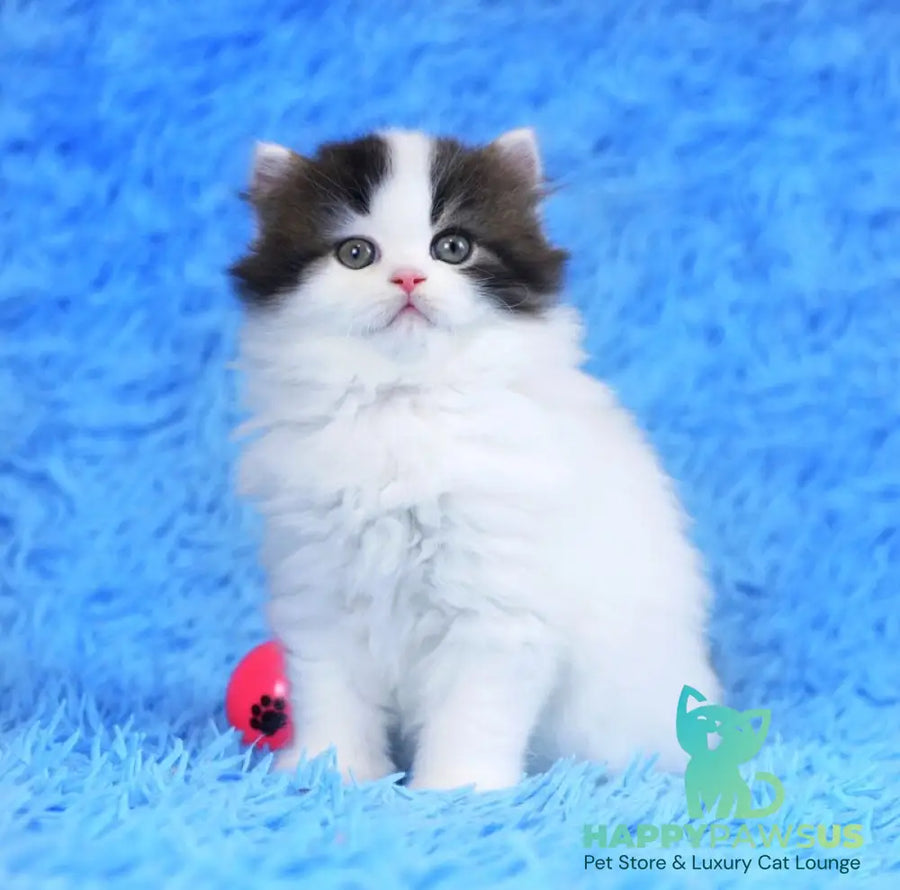 Favorite Scottish Straight male black van tabby - live animals