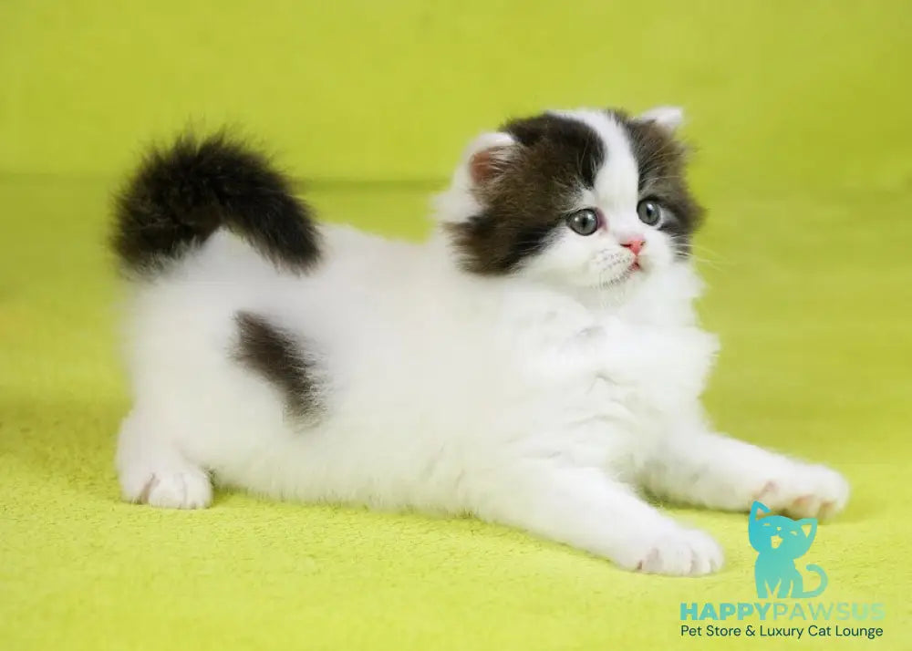 Favorite Scottish Straight male black van tabby - live animals