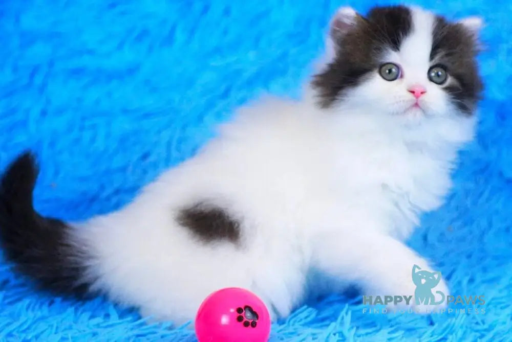 Favorite Scottish Straight male black van tabby - live animals