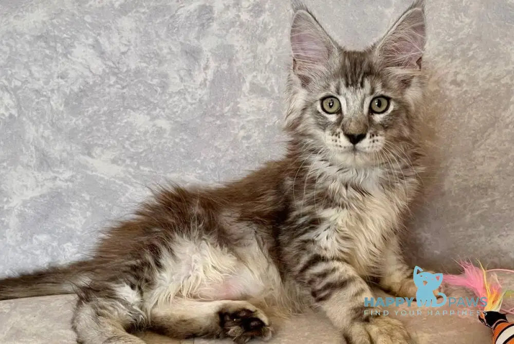 Favourite Maine Coon male black silver tabby live animals