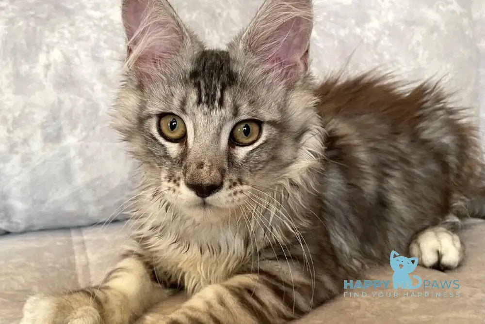 Favourite Maine Coon male black silver tabby live animals