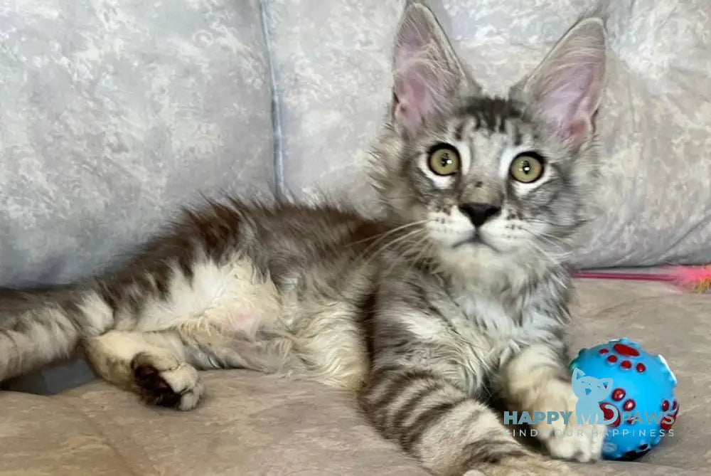 Favourite Maine Coon male black silver tabby live animals