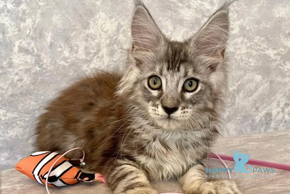 Favourite Maine Coon male black silver tabby live animals