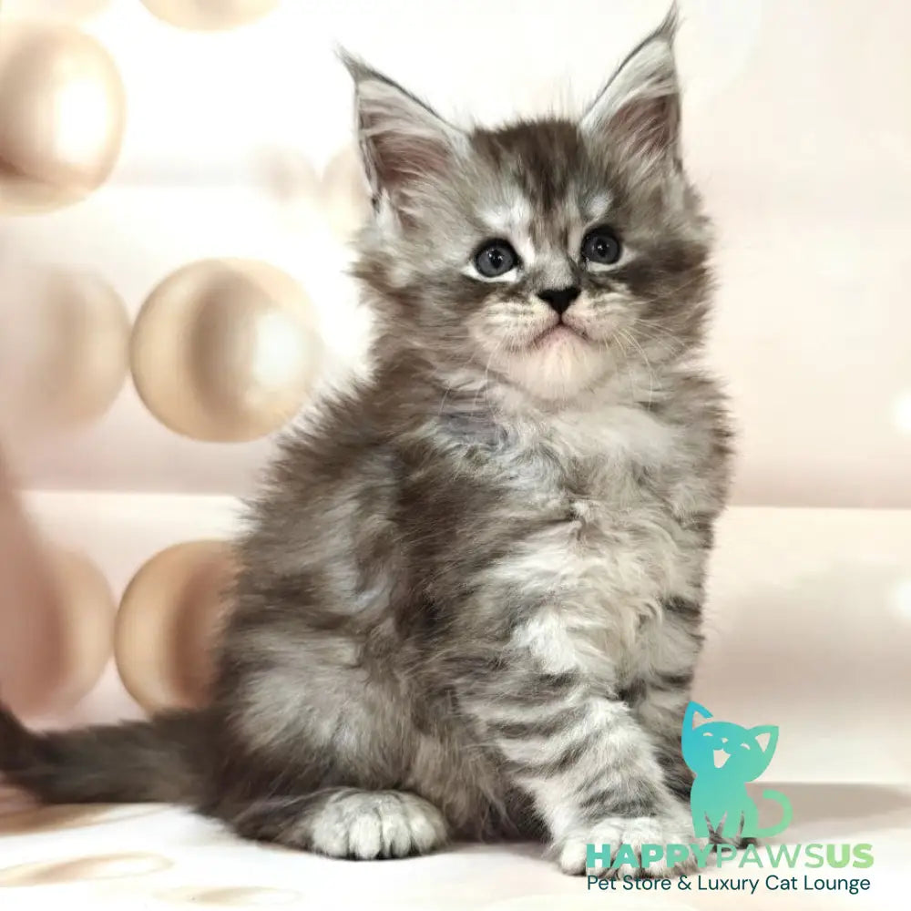 Favourite Maine Coon polydactyl 6x6x6x6 male black silver ticked tabby - live animals