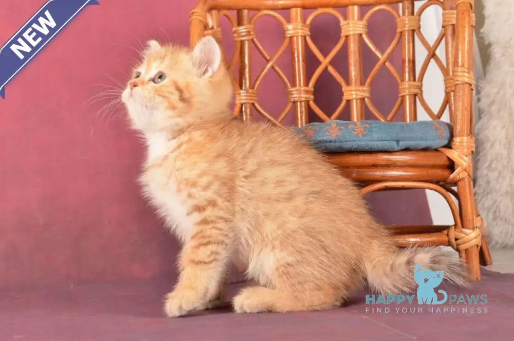 Fayer Scottish Straight male chocolate golden spotted tabby - live animals