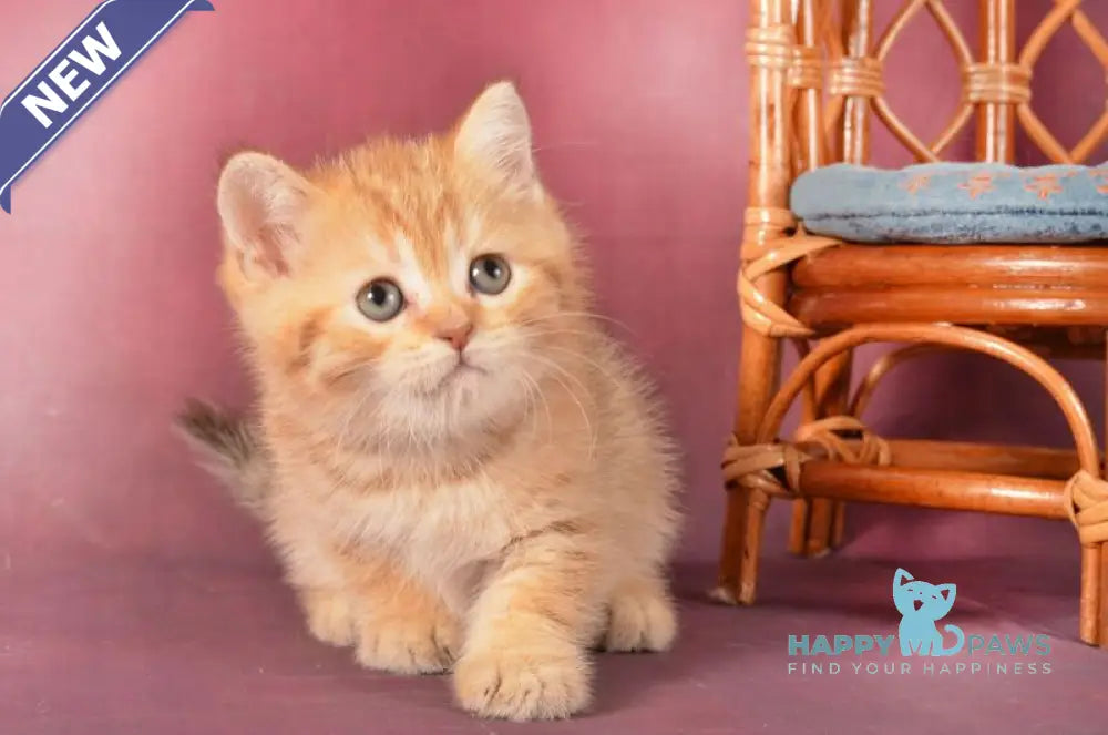 Fayer Scottish Straight male chocolate golden spotted tabby - live animals