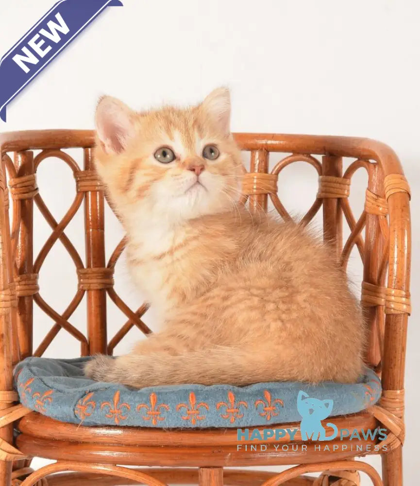 Fayer Scottish Straight male chocolate golden spotted tabby - live animals