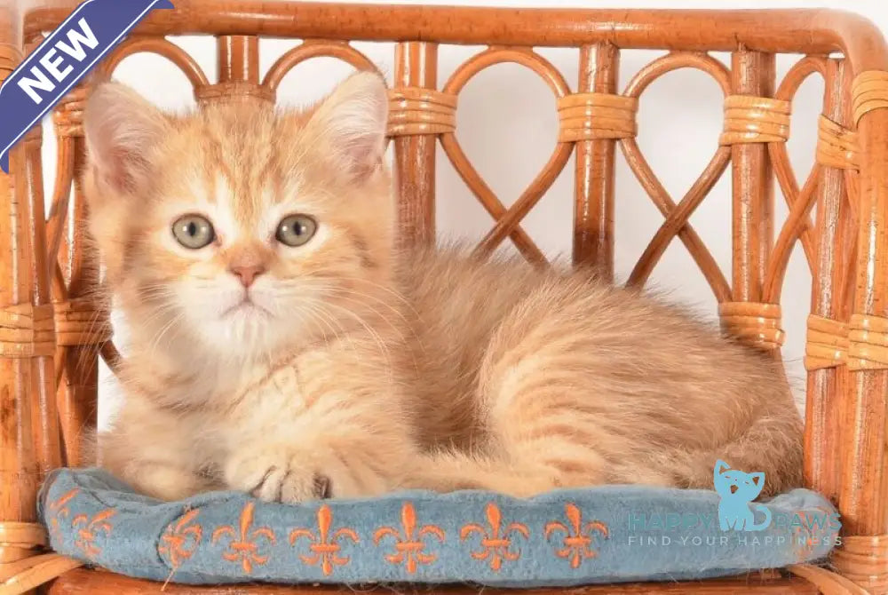 Fayer Scottish Straight male chocolate golden spotted tabby - live animals