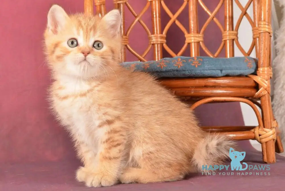 Fayer Scottish Straight male chocolate golden spotted tabby - live animals