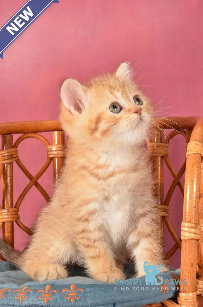 Fayer Scottish Straight male chocolate golden spotted tabby - live animals