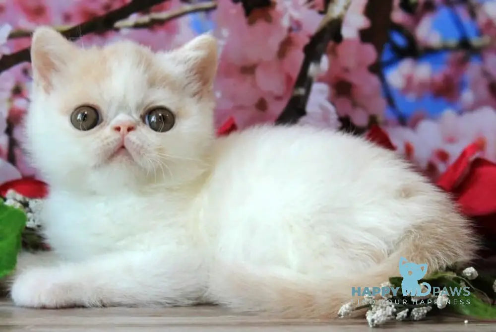 Fayra Exotic female cream harlequin live animals