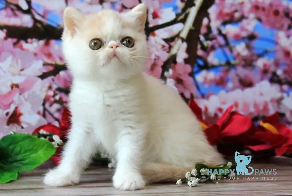 Fayra Exotic female cream harlequin live animals