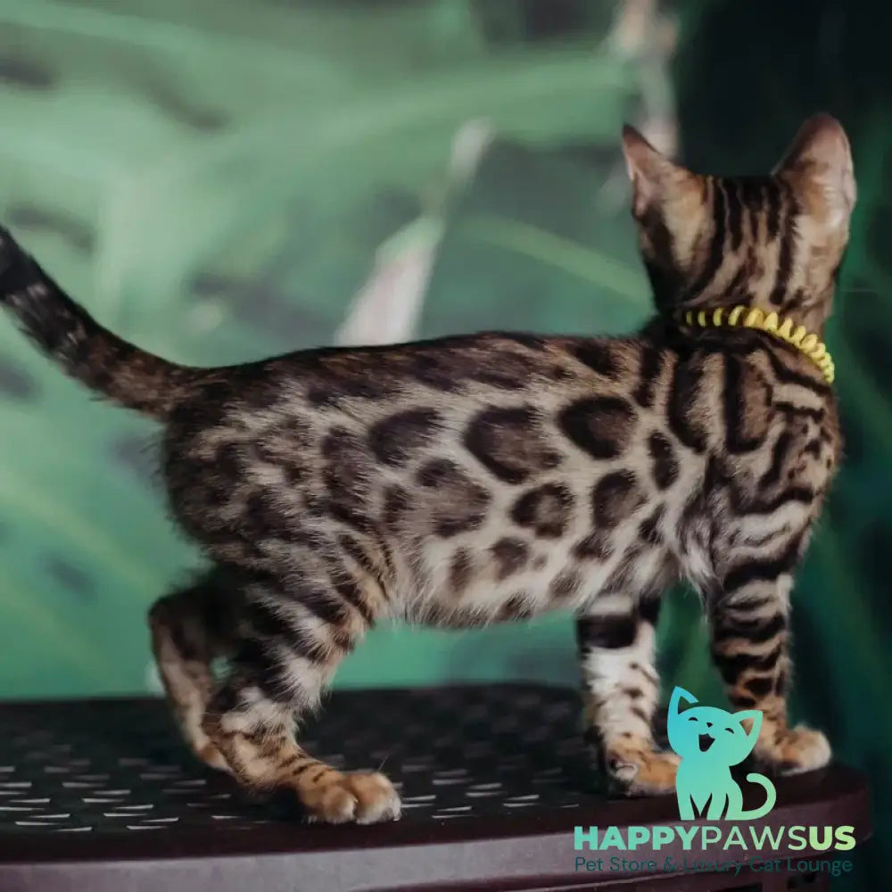 Fazan Bengal male black spotted tabby - live animals